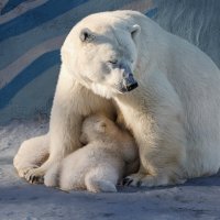 Белый :: SanSan 