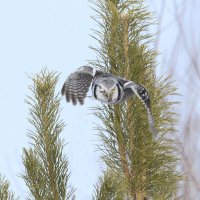 Подмигнула одним глазом))) :: Михаил Белоусов