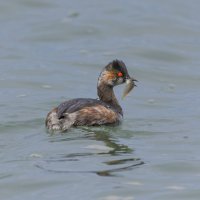 черношейная поганка.весна Лазоревское. :: юрий макаров