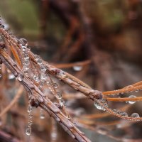 После дождя :: Мариша 