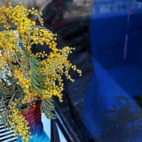 Мимоза :: Юрий Гайворонскiий