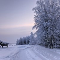Из леса вышел... :: Ольга Чистякова