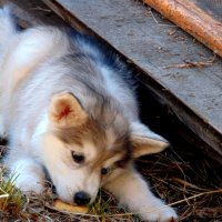 Съем,пока не видят. :: nadyasilyuk Вознюк