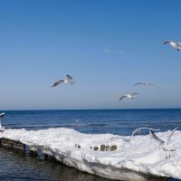 Чайки на море :: Рита Симонова