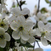 Вишневый цвет :: Лариса С.