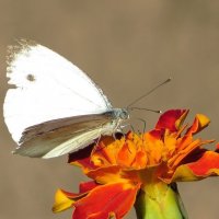 Беляночка :: Лариса С.