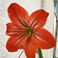 Гиппеаструм. :: Валерия Комова