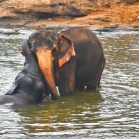 Шри-Ланка. Из жизни слоников... така любовь.. :: Александр Беляков