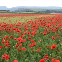 Природа Крыма :: Изумительная Космея