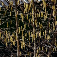 Первые серёжки, в нашей местности. :: Петр Беляков