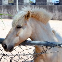 Красотка :: ирина 