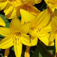 Лилейники :: Freddy 97