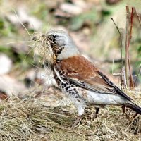 Весна :: ZNatasha -