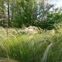 Ковыль! :: Виктор 