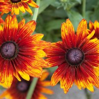 Нарядная рудбекия. :: Лилия *