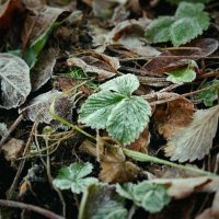 зимние сны :: Андрей Литов