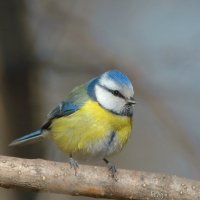 синичка :: Andrey Bragin 