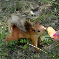 Белочка :: Таня Фиалка