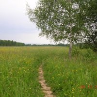 Полевая дорожка :: fogmeadowww m