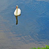 красавЕц :: shasha1950 