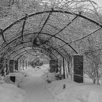 В зимнем парке Аптекарского огорода. :: Сергей Романов