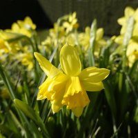...нарциссов хоровод... :: Галина 