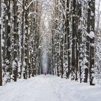 Аллея :: Галина Новинская