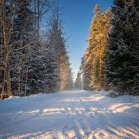 Зимняя дорожка :: Лилия 