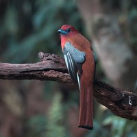 Красноголовый трогон :: Yudong Liu