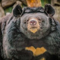 Гималайская медведица ЧЕЛСИ. :: Аркадий Лаптенко Гималайская медведица ЧЕЛСИ. :: Аркадий Лаптенко