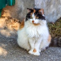 Четырёх цветная кошка которую солнышко поцеловало в нос. :: Анатолий. Chesnavik.