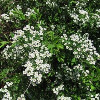 май :: Елена Шаламова май :: Елена Шаламова