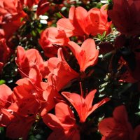 Пожар :: AleksSPb Лесниченко