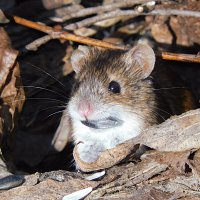 Полевая мышь :: Лина 