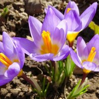 Городские цветы (крокусы). :: Милешкин Владимир Алексеевич 