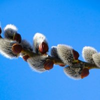 Картинка весны. :: Милешкин Владимир Алексеевич 