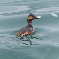 черношейная поганка.весна Лазоревское. :: юрий макаров