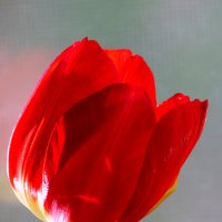 Тюльпан. :: nadyasilyuk Вознюк