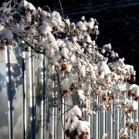 Детали природы :: Роман Савоцкий Детали природы :: Роман Савоцкий