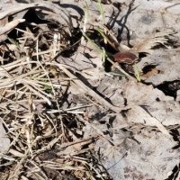 Весна :: Наталия