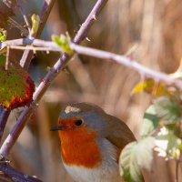 Зарянка :: Виктор 