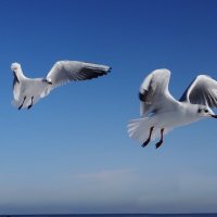 Чайки на море :: Рита Симонова