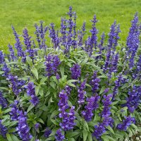 Шалфей. :: Лилия *