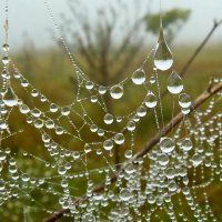 ...жемчуг осени... :: Александр Герасенков