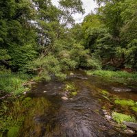 Текущая по лесу... :: Николай Гирш