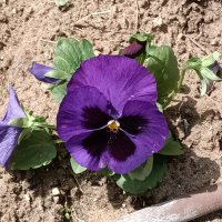 Анютины глазки. :: Argaman Табашник