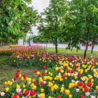 Тюльпановые дни :: Игорь Сарапулов