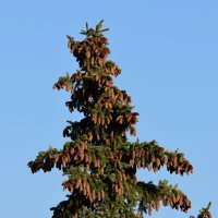 Обновление :: Наталья Вязигина