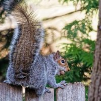 Белка :: Михаил Аверкиев