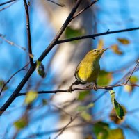 Пеночка :: Владимир Лазарев Пеночка :: Владимир Лазарев